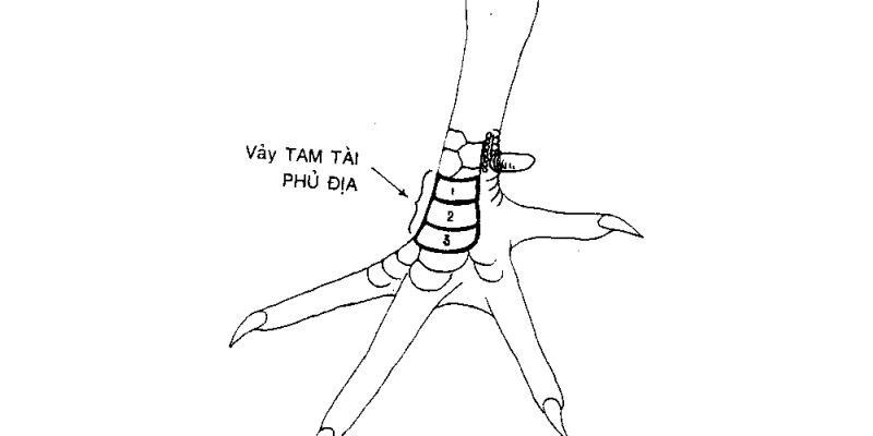 Vảy tam tài nguyệt sa và tam tài khai dương