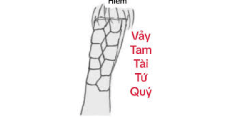 Gà sở hữu vảy tam tài huyền trâm rất dũng mãnh và khỏe mạnh