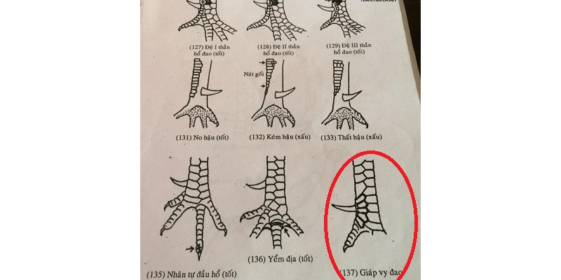 Nhận diện vảy gà giáp vy đao