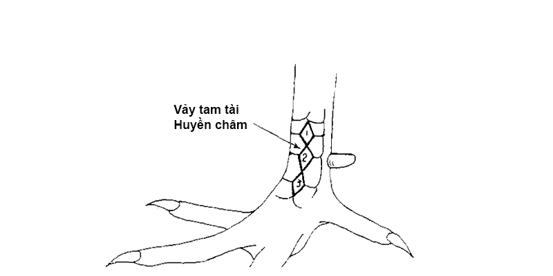 Cách xem vảy gà đá huyền trâm