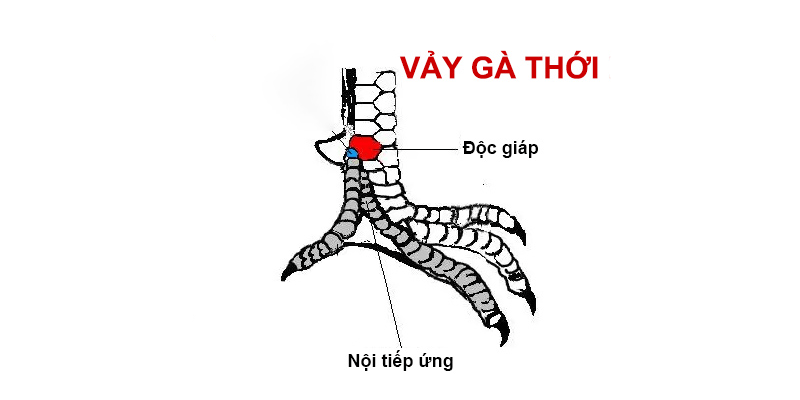 Cách nhận biết vảy gà giáp thới phòng đao