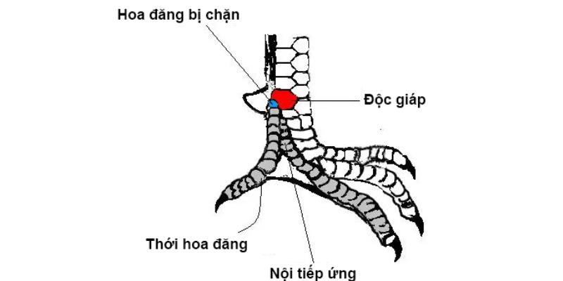 Nhận diện vảy gà đá sẽ giúp anh em chọn được chiến kê tốt